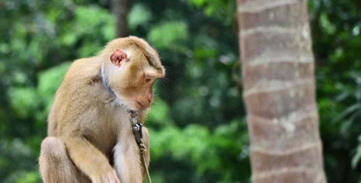 تفریحات تایلند : نمایش میمون ها سامویی