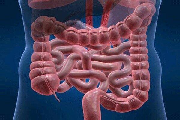 باکتری روده به جنگ پارکینسون می رود