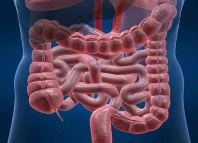 باکتری روده به جنگ پارکینسون می رود