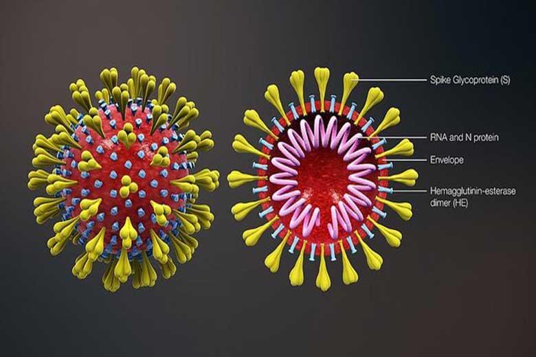 بعضی حقایق عجیب درباره ویروس ها و کووید 19