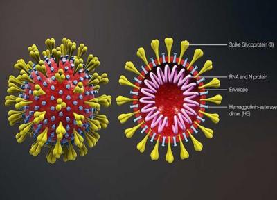 بعضی حقایق عجیب درباره ویروس ها و کووید 19