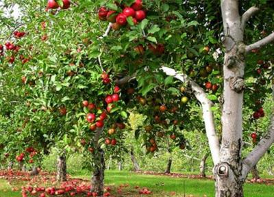 اصول فاصله کاشت درخت میوه چیست؟