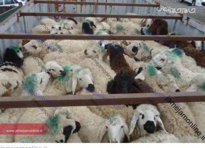 سرقت 42 راس گوسفند در صحنه پس از توزیع آبمیوه خواب آور