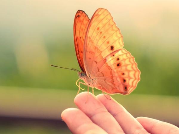 ساخت تجهیزات تشخیص ویروسی با الهام از بال پروانه