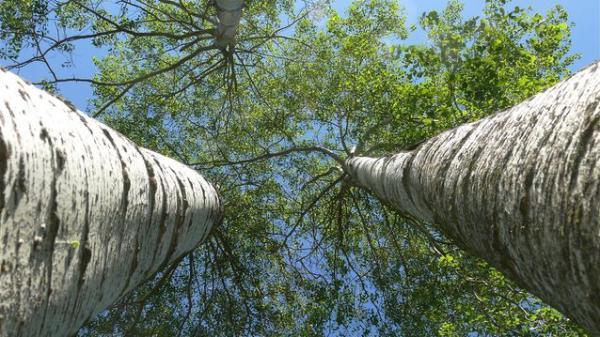 شگفت انگیزترین درختانی که روی کره زمین روییده اند