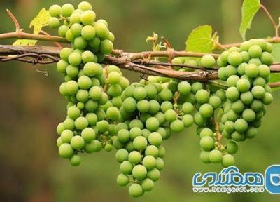 آیا آبغوره قند دارد؟